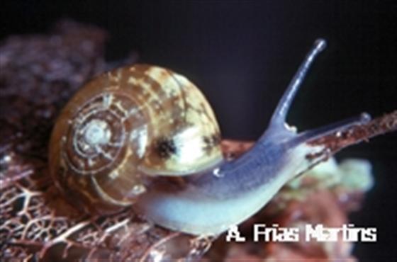 Oxychilus scoliura Martins, 1989
